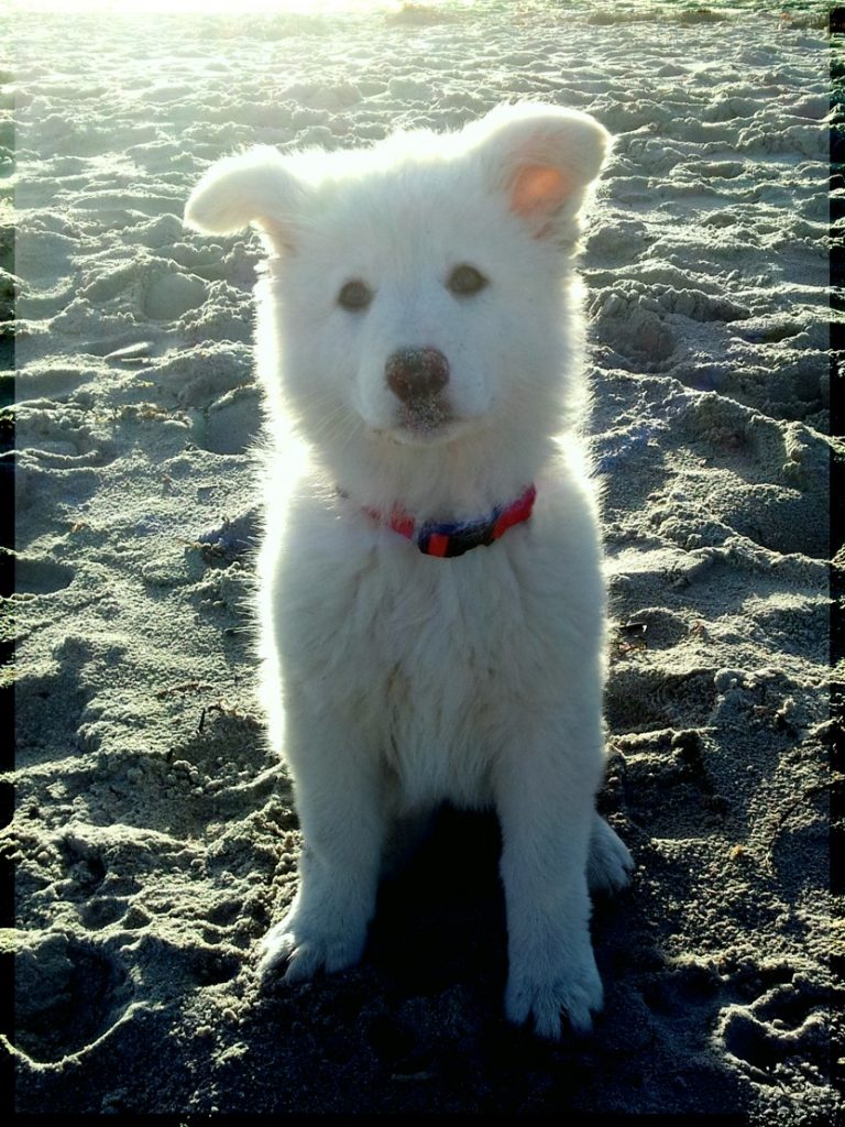 Baby Alba
