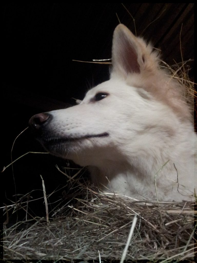 Alba